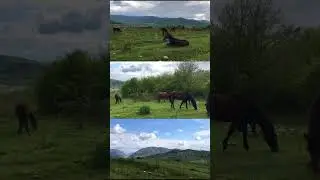 Чечня