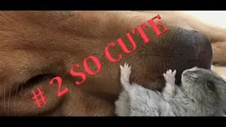 #SO CUTE 2 - ANIMALS