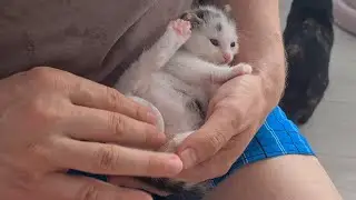 How to stimulate a kitten to pee! We stimulate rescue kittens to pee!