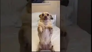 Funny Dog 46 #shorts