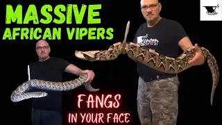 Feeding Time: Gaboon Vipers vs Puff Adders