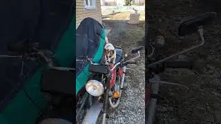 Джек рассел терьер