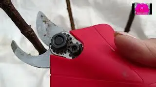 СРОЧНО ОБРЕЗАЕМ ГОРТЕНЗИЮ БОБО
