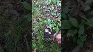 26.08.18 Наступил грибной сезон