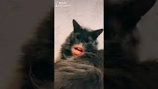 что это такое