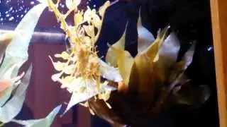Beautiful leafy sea dragon swimming @ FL Aquarium