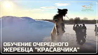 Ranch in the Urals / Training another Bashkir stallion / A farmer's daily life