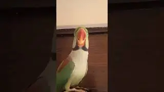 TALKING PARROT 🦜🦜🦜