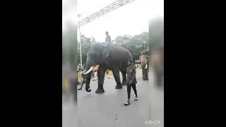 mysore dasara elephant walking practice