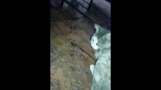 Кот издевается над ящерицой