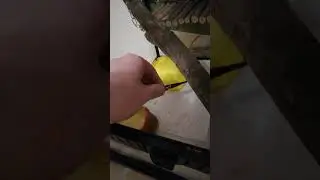 Наш гиккон Гоша) #гиккон