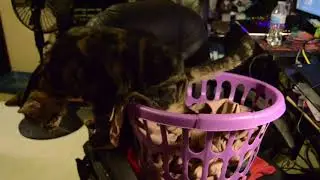 The Daily Life of Cats