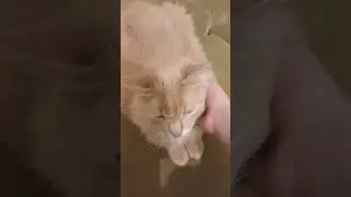 знакомьтесь это кот Семён