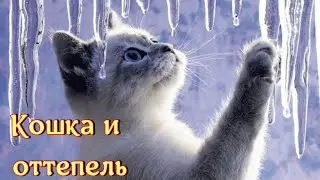 Кошка и оттепель. Песня.