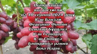 Огляд сортів які достигли на 10 серпня 2024 р. частина-3