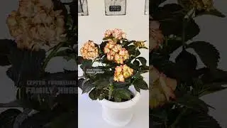 #Гортензия