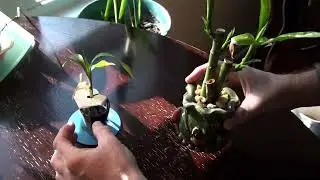 Plants: Everything Has a Destiny