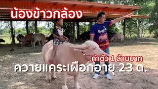 น้องข้าวกล้อง✅ค่าตัว 1 ล้านบาท แล้วคุณหลงรักควาย [SK FARM มหาสารคาม]