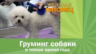 Шерсть собаки: ХИТРОСТИ И ТОНКОСТИ ухода в теплое время года