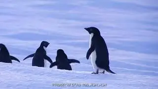 עדי לב - קריינות פרסומת לבנק דיסקונט