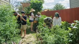 Some Harvesting in the Kitchen Garden and Fall Planting Tomatoes