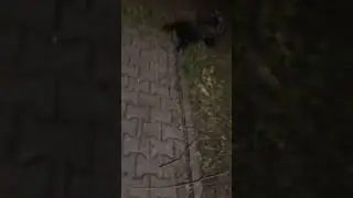 Ida waits for her owner