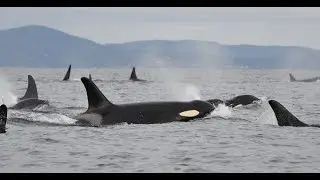 Center for Whale Research