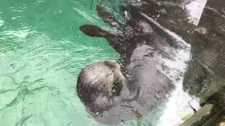 Pittsburgh Zoo - Sea Otters