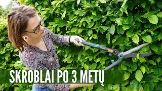 Skroblų priežiūra: kaip prižiūrėti, kad gyvatvorė būtų tanki