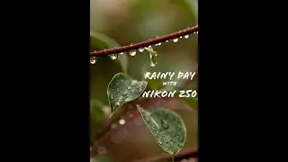 Rainy Day with Nikon Z50