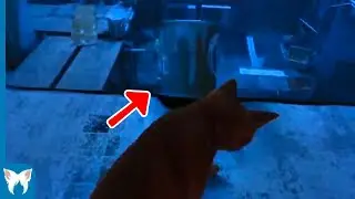 THIS CAT IS TOO DANGEROUS! 💀