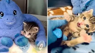 Chamberlain, the Cat's Baby and His Big Blue Best Furriend!