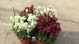 The World of Antirrhinum Dwarf Flower Plants