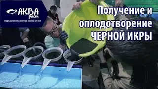 Получение черной икры и оплодотворение. Разведение рыбы в УЗВ.