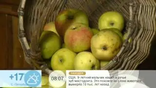 Восковое яблочко
