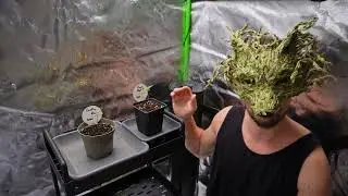 2 Meter Monster! Meine Outdoor-Pflanze zieht nach drinnen