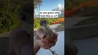 Can you guess what bird 🐦 this is? #cute #bird #birdlover #hawaii #oahu #pet #featheredfriends #fyp