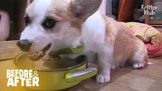 Possessive Dog Coco Needs To Own Everything | Before & After Makeover Ep 39
