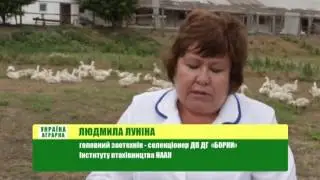 ВОДОПЛАВНЕ ПТАХІВНИЦТВО «АГРО-РИТМУ»