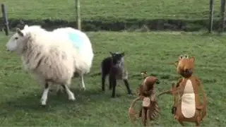 GEEP - cross between a goat and a sheep!