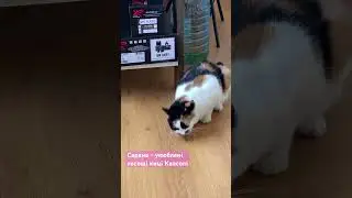 Сарана і киця Квасоля