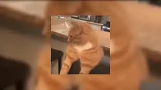 Live with Computer Pal