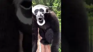I be howlin. #monkey #screaming #youtubememes #memes #meme #youtubeshorts #justmemes #funnymemes