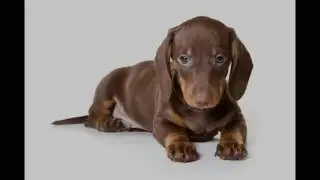 Dachshund   Top 10 Interesting Facts