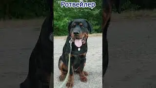 Дрессировка Ротве́йлера. Rottweiler. #rottweiler #rottweilerpuppy #rottweilerdog #ротвейлер #dog