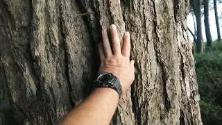 Лес..