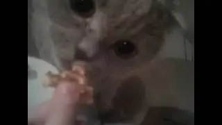 Мой кот ест вафли🍩