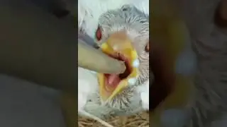 Handfeeding a baby bird Story Time #shorts