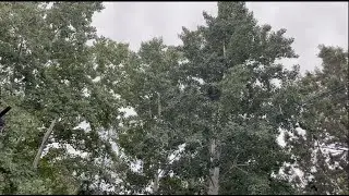 Peaceful & Calming Breeze Through Aspen Trees With Healing & Soothing Sounds of Birds At Play