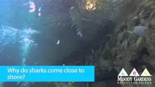 Shark U Week: Sharks 101 Part 2 | Moody Gardens, Galveston Island HD